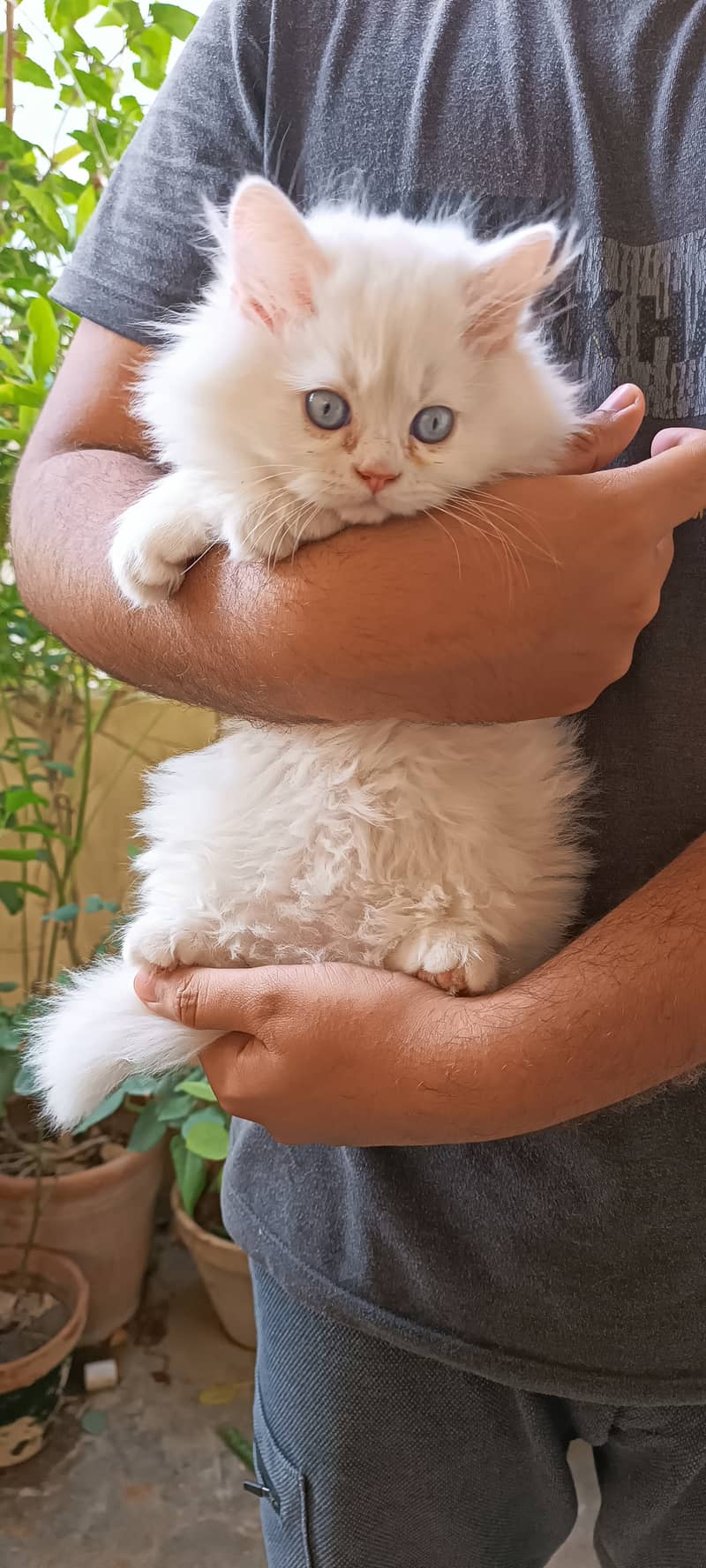 Persian cats/punch face/triple coated kitten's/kittens for sale 7