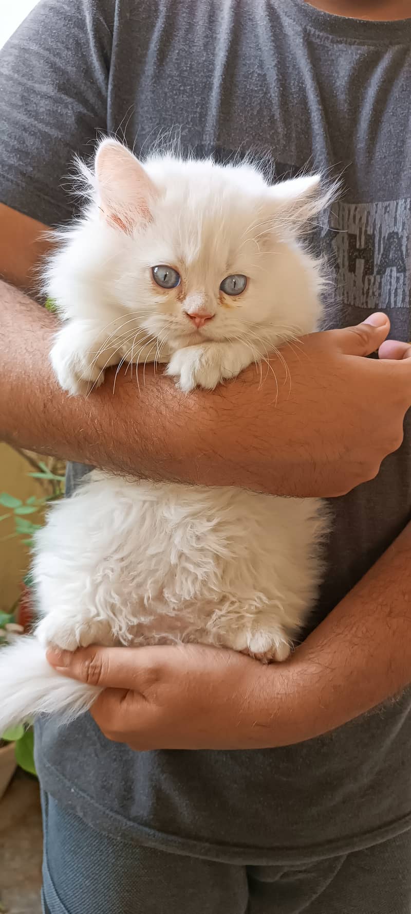 Persian cats/punch face/triple coated kitten's/kittens for sale 8