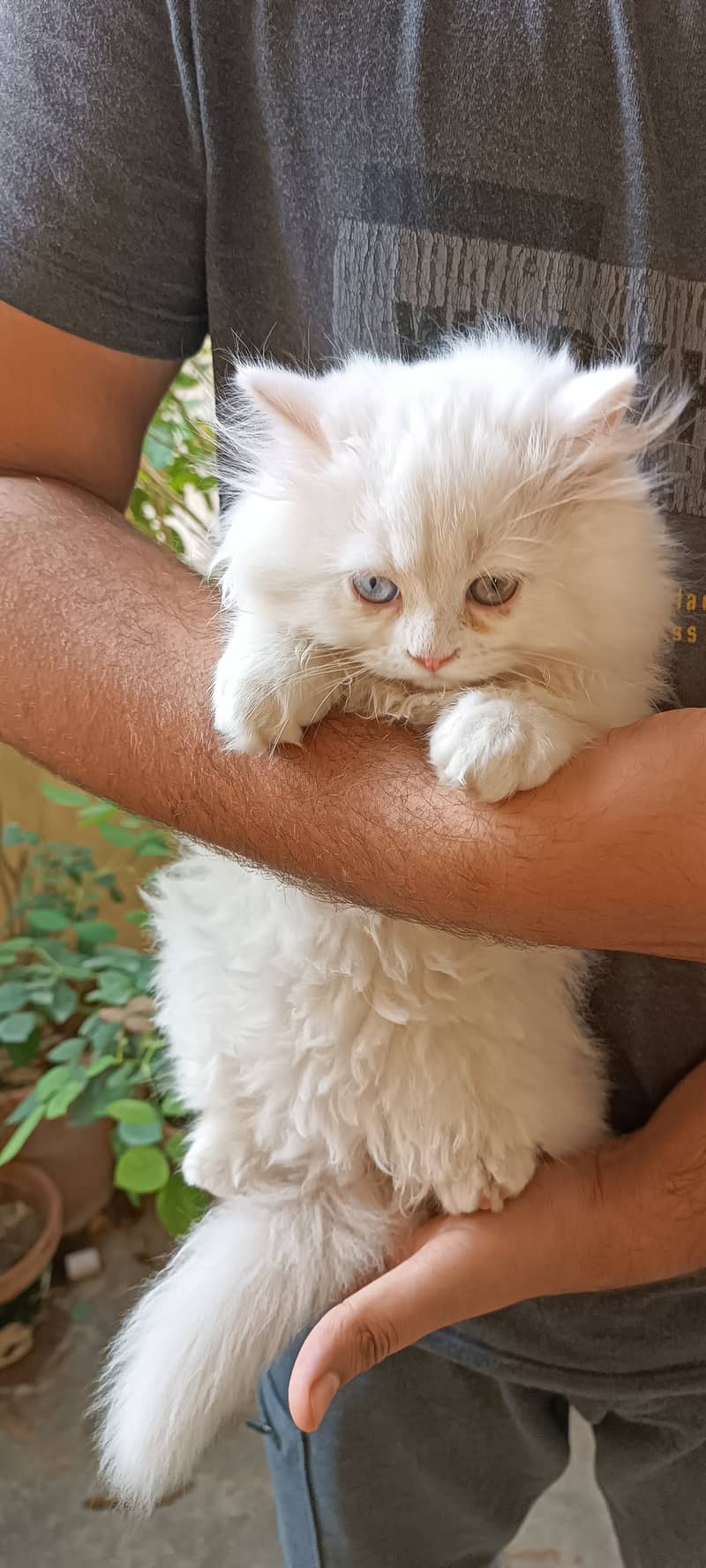 Persian cats/punch face/triple coated kitten's/kittens for sale 9