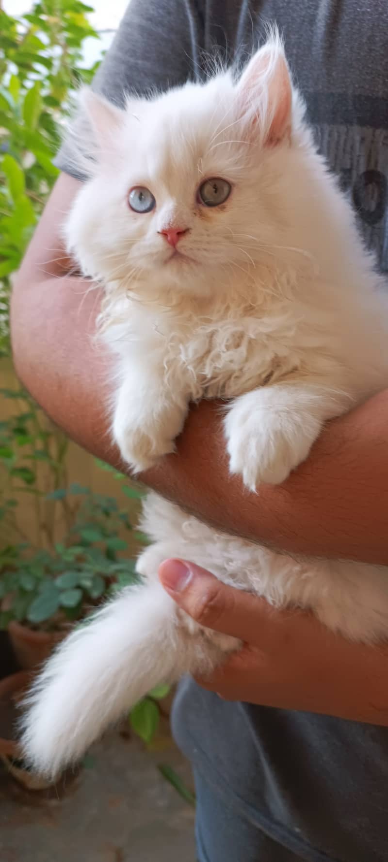 Persian cats/punch face/triple coated kitten's/kittens for sale 11