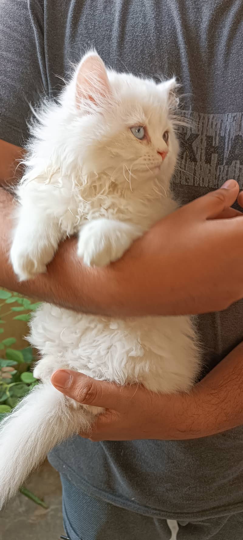Persian cats/punch face/triple coated kitten's/kittens for sale 12