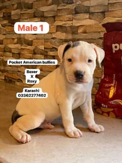 American bully dog puppies for sale