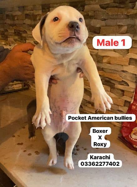 American bully dog puppies for sale 3