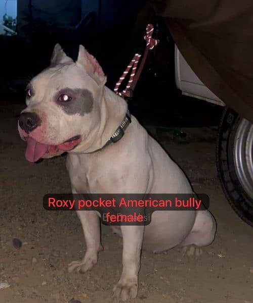 American bully dog puppies for sale 5