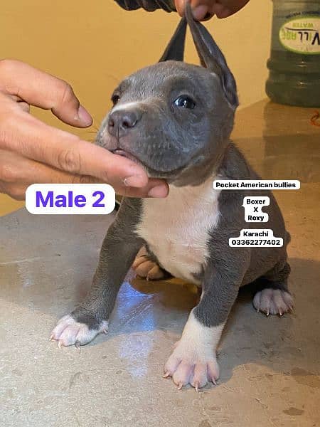 American bully dog puppies for sale 1