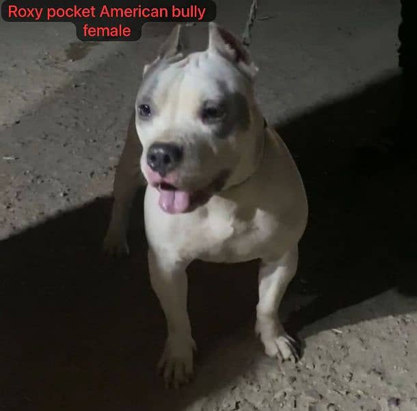 American bully dog puppies for sale 7