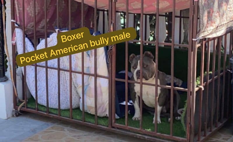 American bully dog puppies for sale 9