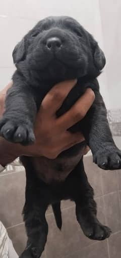 labrador male puppies available