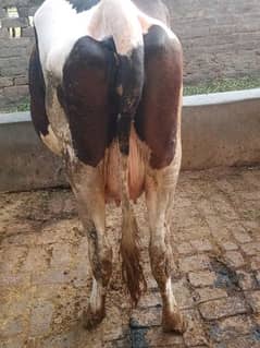 cow for sale Sath Wacha ha 18 litar milk