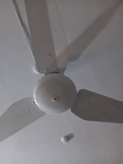 ceiling fan (SK)