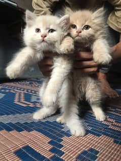Pair of persian kittens mae female