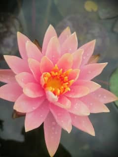 imported water lilies ,aquatic pond  plants available in banigala 0