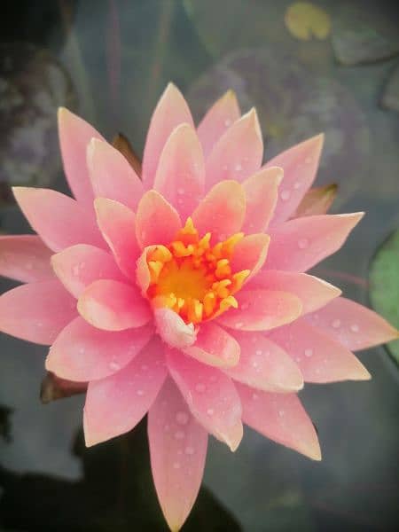 imported water lily ,aquarium pond  plants available in banigala 0