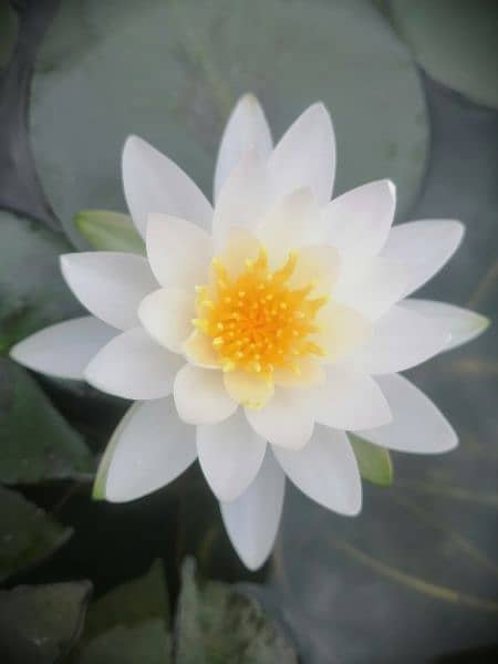 imported water lilies ,aquatic pond  plants available in banigala 1