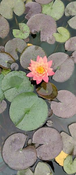 imported water lilies ,aquatic pond  plants available in banigala 3