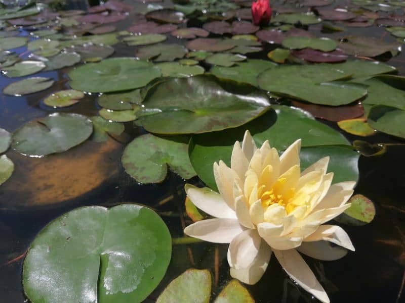 imported water lilies ,aquatic pond  plants available in banigala 4