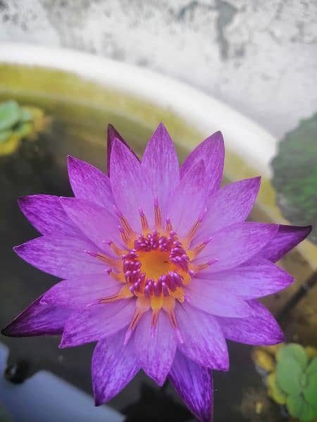 imported water lilies ,aquatic pond  plants available in banigala 6