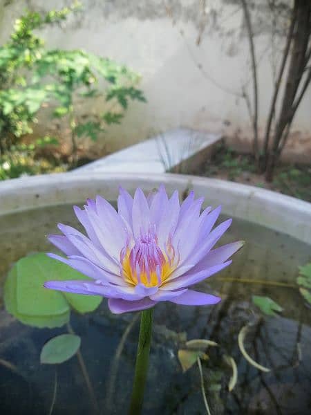imported water lilies ,aquatic pond  plants available in banigala 7
