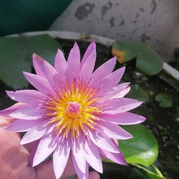 imported water lilies ,aquatic pond  plants available in banigala 9
