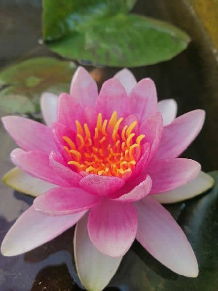 imported water lily ,aquarium pond  plants available in banigala 10