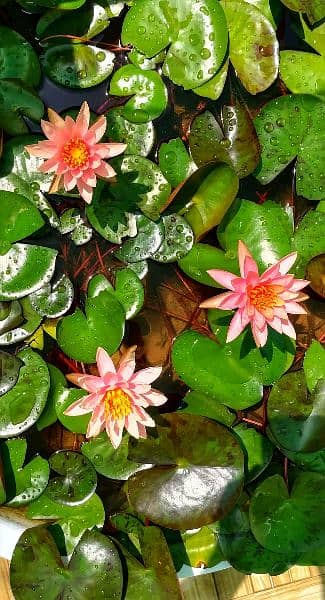 imported water lily ,aquarium pond  plants available in banigala 11