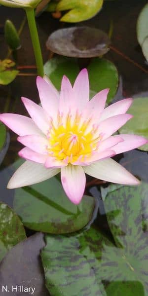 imported water lilies ,aquatic pond  plants available in banigala 13