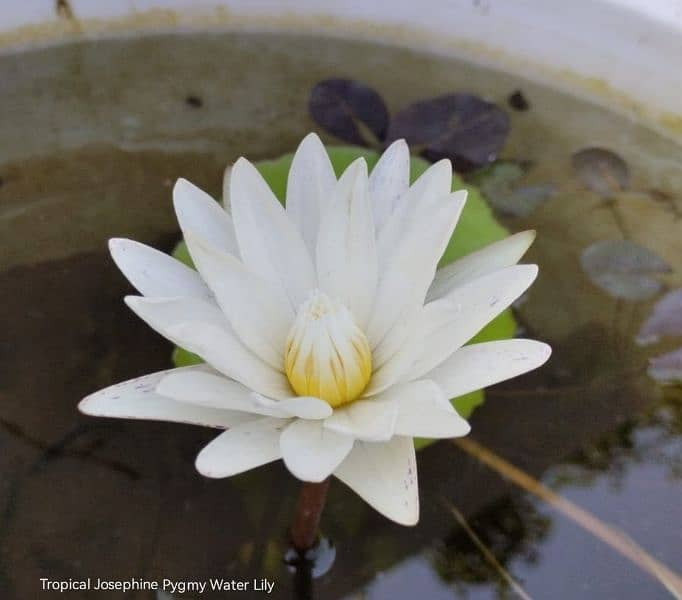 imported water lilies ,aquatic pond  plants available in banigala 14