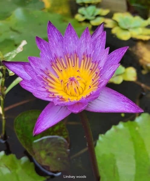 imported water lilies ,aquatic pond  plants available in banigala 15