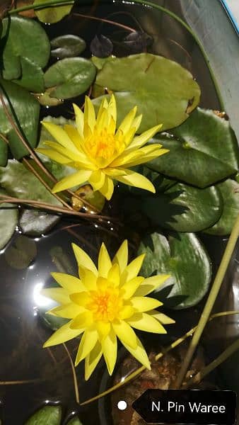 imported water lilies ,aquatic pond  plants available in banigala 16