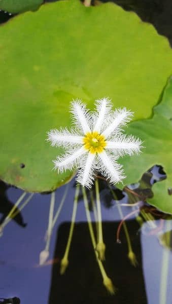 imported water lily ,aquarium pond  plants available in banigala 18