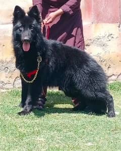 Black Shepherd long Coat Male Available for sale | Black Shepherd Dog