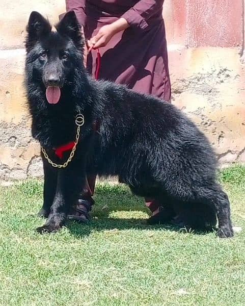 Black Shepherd long Coat Male Available for sale | Black Shepherd Dog 0