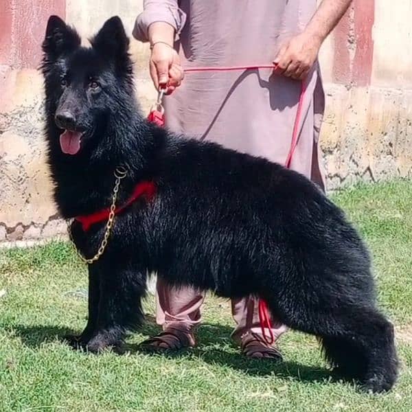Black Shepherd long Coat Male Available for sale | Black Shepherd Dog 3