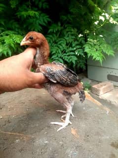 thai aseel chicks