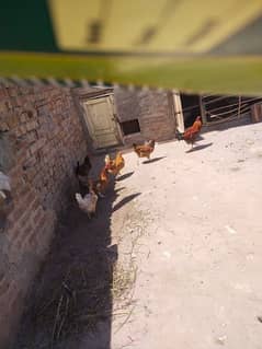 egg laying hens