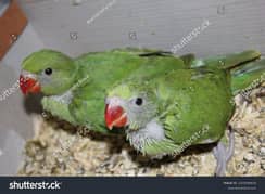 parrot baby available
