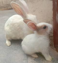 rabbit babies for sale male & female per baby Rs. 500 discounted offer