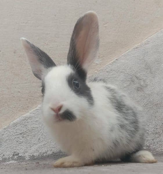 rabbit babies for sale male & female per baby Rs. 500 discounted offer 1