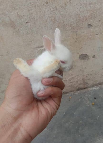 rabbit babies for sale male & female per baby Rs. 500 discounted offer 2