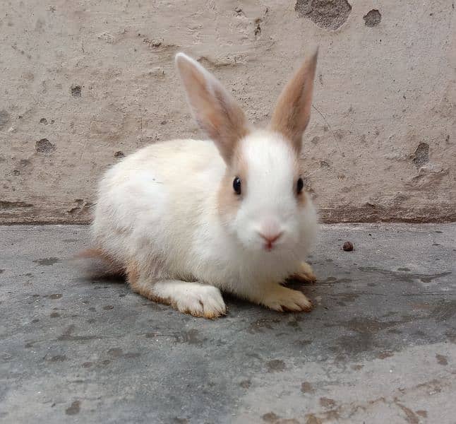 rabbit babies for sale male & female per baby Rs. 500 discounted offer 3