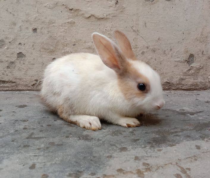 rabbit babies for sale male & female per baby Rs. 500 discounted offer 4