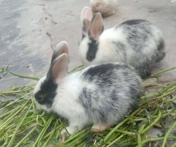 rabbit babies for sale male & female per baby Rs. 500 discounted offer 5