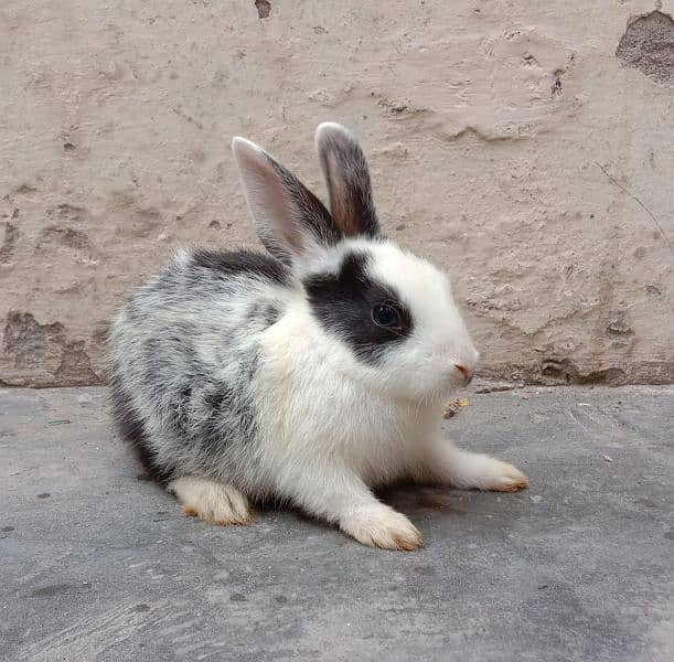 rabbit babies for sale male & female per baby Rs. 500 discounted offer 6