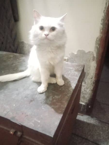 white male cat for meeting 0