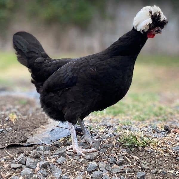 Black polish chicks with broody hen Plymouth 1