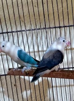 blue and voilet euwing opline breeder and fertile pair