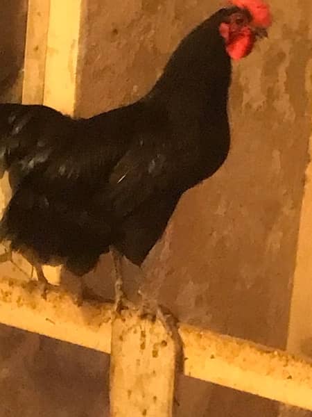 2 AUSTROLORP MALE ROOSTERS 0
