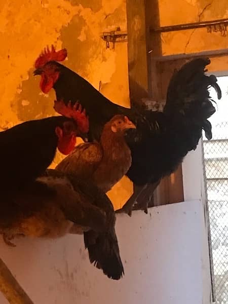 2 AUSTROLORP MALE ROOSTERS 1