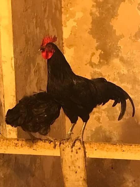 2 AUSTROLORP MALE ROOSTERS 2
