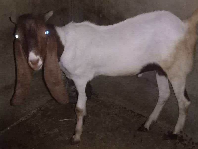 bakra 0